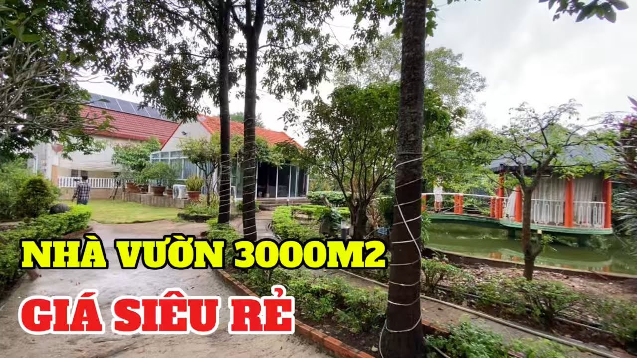 Lên Thành Phố Sống Cùng Con Đành Phải BÁN RẺ Khu Nhà Vườn 3000m2 Ở Bà Rịa Vũng Tàu 13 Ti