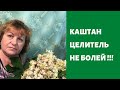 Каштан - Целитель !