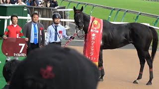 東京ハイジャンプ　1着マイネルグロン号（石神深一騎手）&ファンファーレ（個人撮影）他　2023年10月15日（日）東京競馬場