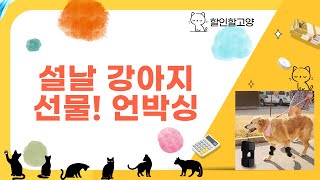 설날맞이! 강아지 선물 대방출! 복주머니+간식+장난감+탈취제+관절보호대 언박싱!