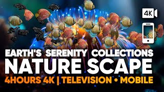 Aquarium 4k | Nature’s Scape Aquatic World – Corals, Anemones & Sea Life screenshot 2