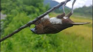 how to hunt white bellied munia