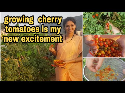 How to grow cherry tomatoes?చెర్రీ టమాటో విత్తనాలు