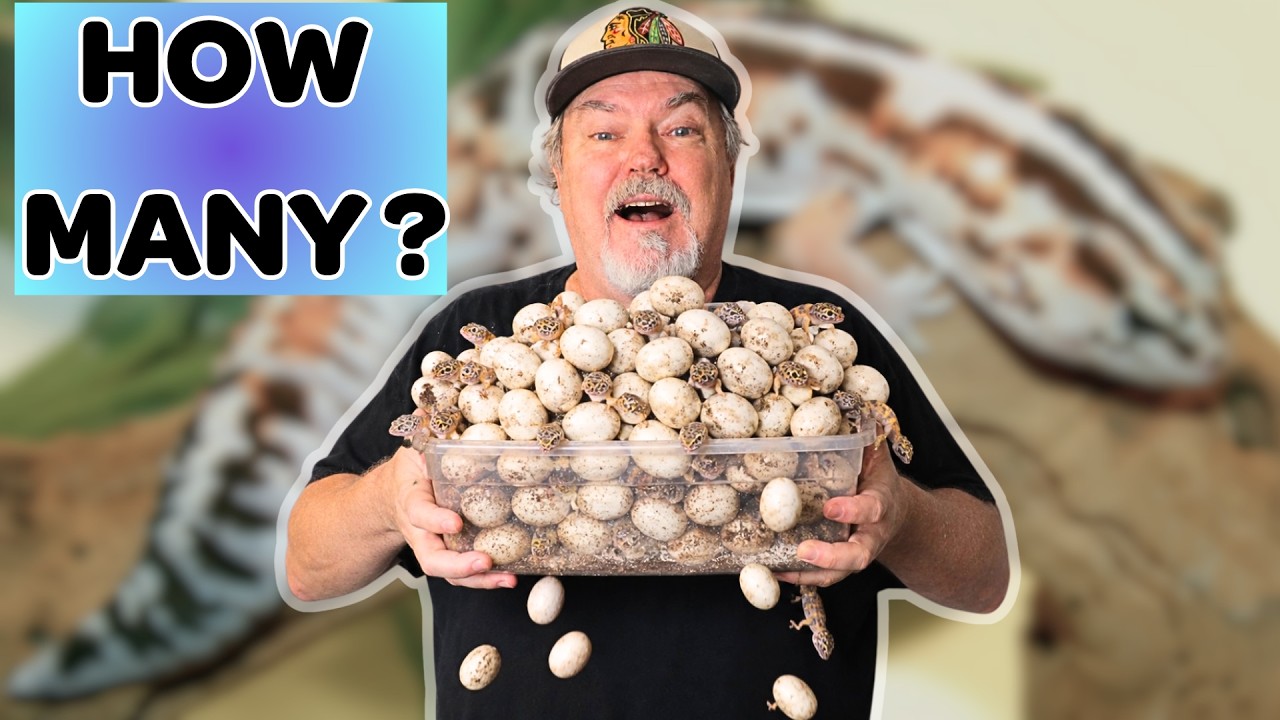 Can We Collect 100 Gecko Eggs in ONE Day?!