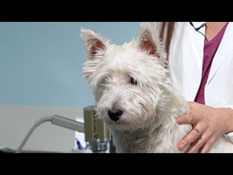 Video: L'opinione Di Un Veterinario Sul Cambiamento Dell'atteggiamento Dei Genitori Di Animali Domestici Nei Confronti Della Salute Degli Animali Domestici