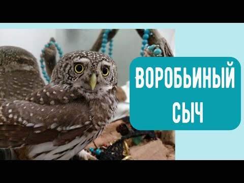 Воробьиный Сыч