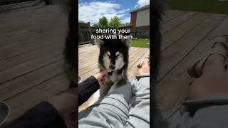 breaking new study reveals how to extend your dogs life by 10 years ‼️#dogs #funnydogs #dogvideos