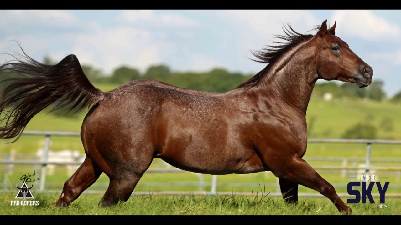 HICKA REY - RANCHO SKY - YouTube