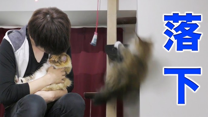 検証 ベルを鳴らしておやつを催促する猫 Youtube 検証 ベルを鳴らしておやつを催促する猫 Youtube