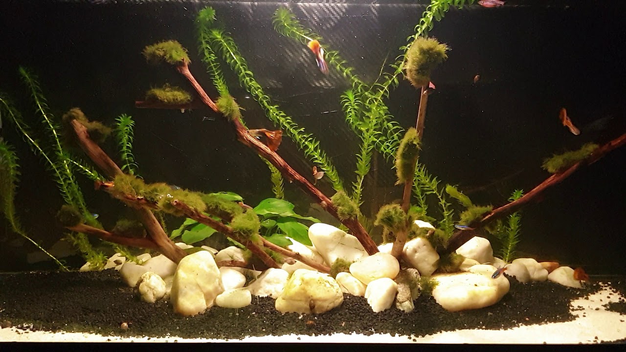 Aquarium New pink Zebra fish 🎏 [ 4K HDR 60 FPS ] YouTube