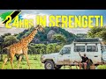 24 hours in serengeti  we made a mistake