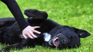 Scientists are testing a new drug that could add years to your dogs life
