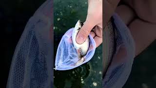 ikan nya melahirkan, bukan bertelur 😲🐟 #ikan #ikanhias #shorts