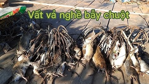 Đam mê làm Mc, bố mẹ bắt đi bẫy chuột
