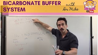 Bicarbonate Buffer System