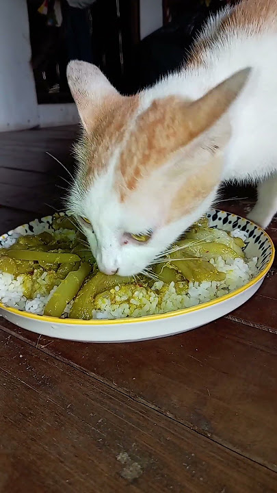 Cat eat food #short#Cat 0158