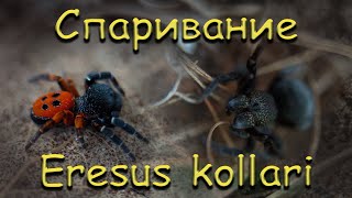 Спаривание пауков Eresus kollari