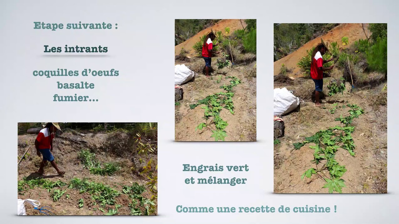 Agroforesterie syntropique Guillaume Vama - YouTube