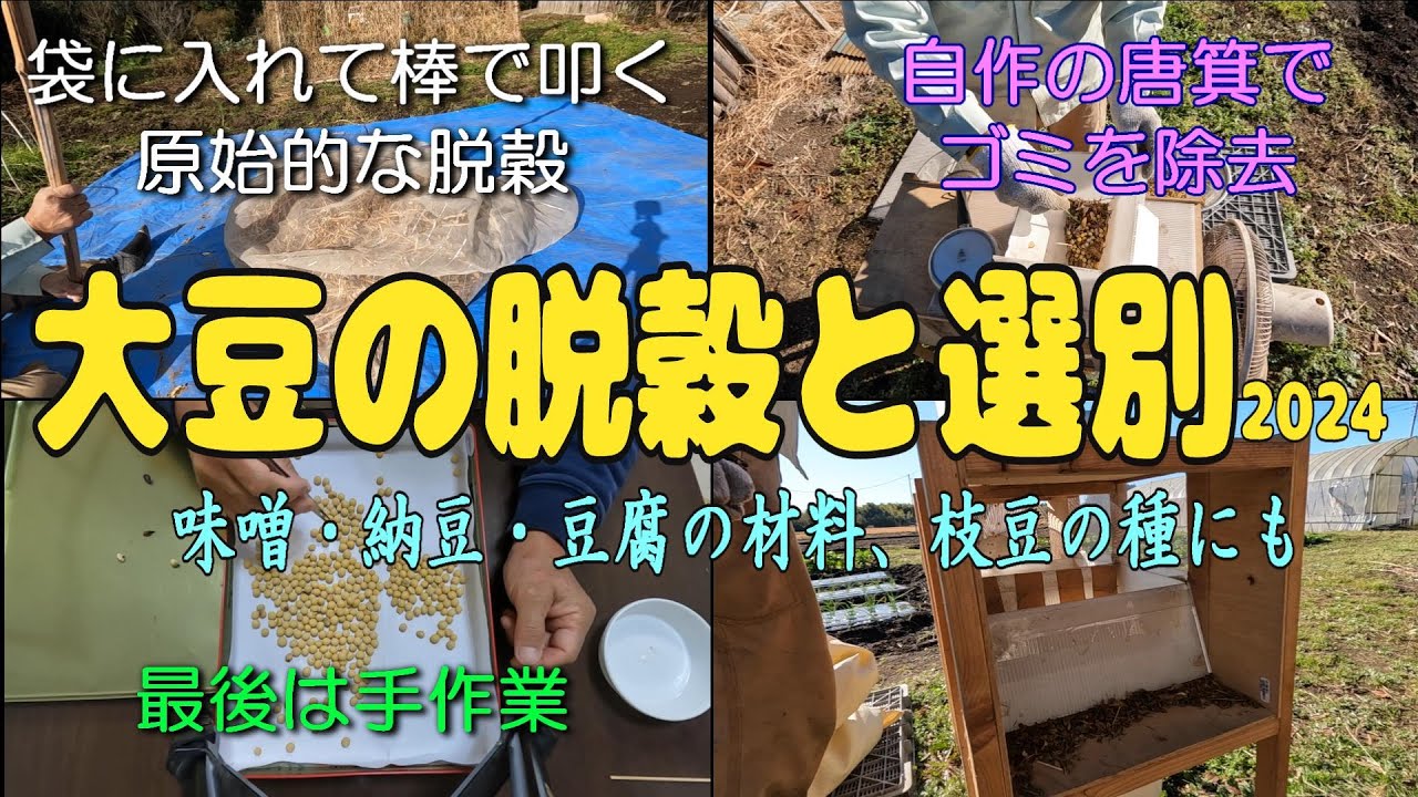 大豆の脱穀と選別2024 #大豆 #小粒大豆 #脱穀 #唐箕 #自作 - YouTube