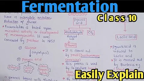 Fermentation | Alcoholic And Lactic Acid Fermentation | Class 10 Biology - DayDayNews