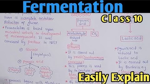 Fermentation | Alcoholic And Lactic Acid Fermentation | Class 10 Biology