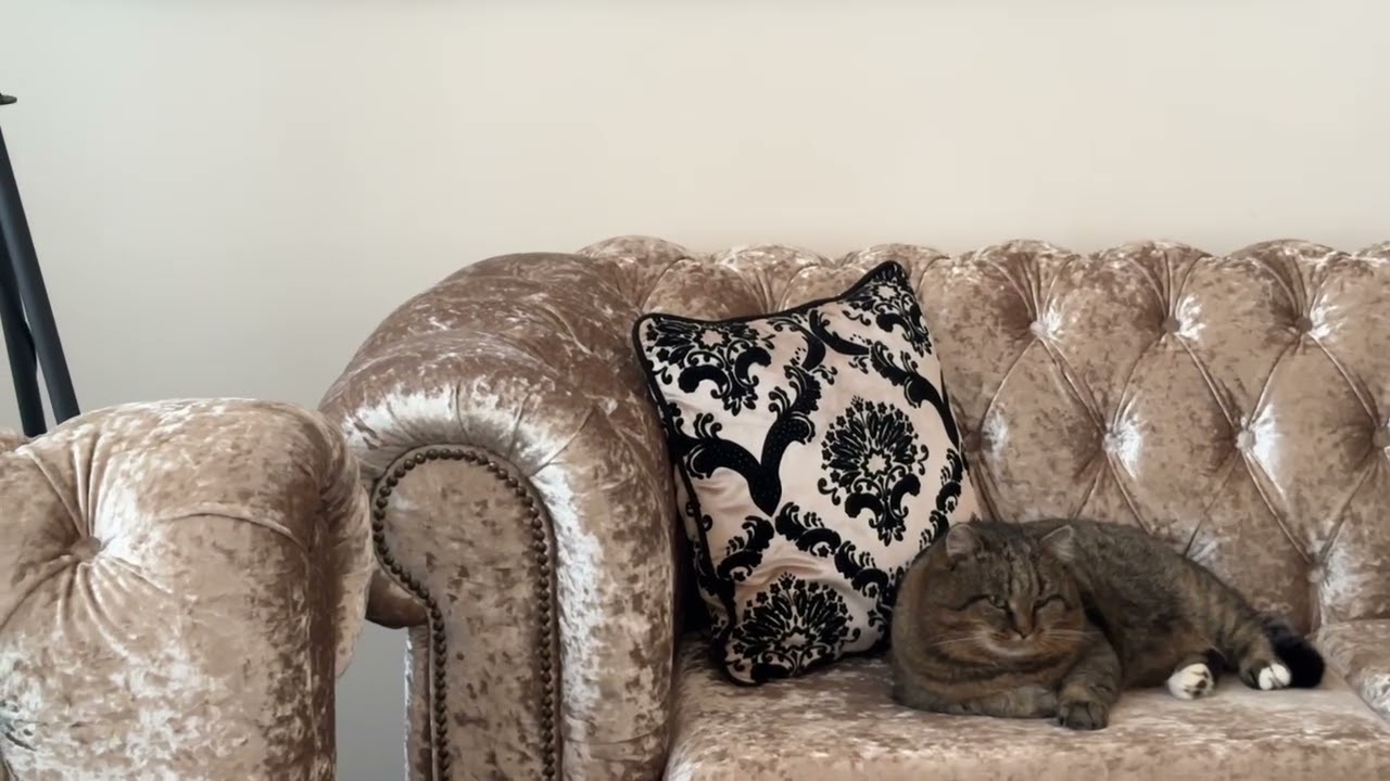 ✨ У Барсика сибаритское настроение. The cat has a sybaritic mood.