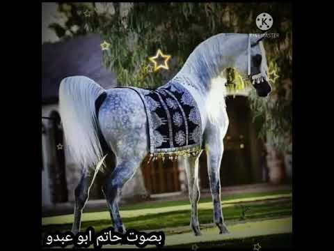 الحمصي ابو عبدو