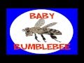 Bringing Home a Baby Bumblebee - Dr. Jean