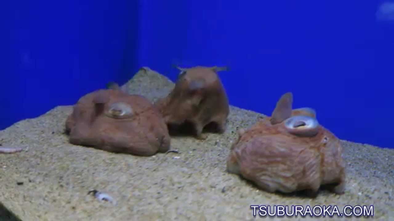 みみをパタパタさせて泳ぐメンダコ サンシャイン水族館 メンダコ Sunshine Aquarium Umbrella Octopus Japanese Pancake Devilfish Youtube