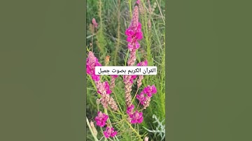 القرآن الكريم بصوت جميل #القران_الكريم #اكسبلور #دويتو #qoraniyat421 #المصحف #تيك_توك #لايك #duet