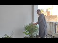 आज तुलसी के पौधे की सारी मंजरी निकाल दी और ये कैसे हो गए😱#तुलसी #plants #viral #haryanvi #desi#vlog