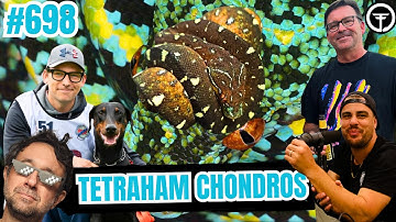 How To Properly Swab & Submit A Nido Test For Green Tree Pythons | All In The Tree Tuesday Live