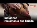 Recatan oso hormiguera en Tolima en medio de los incendios | Noticias UNO
