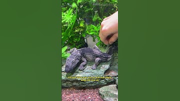 Tưởng đồ chơi ai ngờ cá sấu phun bong bóng cực xinh trong bể thủy sinh 🐊 | Decor độc lạ 2024