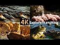 Up Close with Nature: Animals and Insects in the Wild&quot;