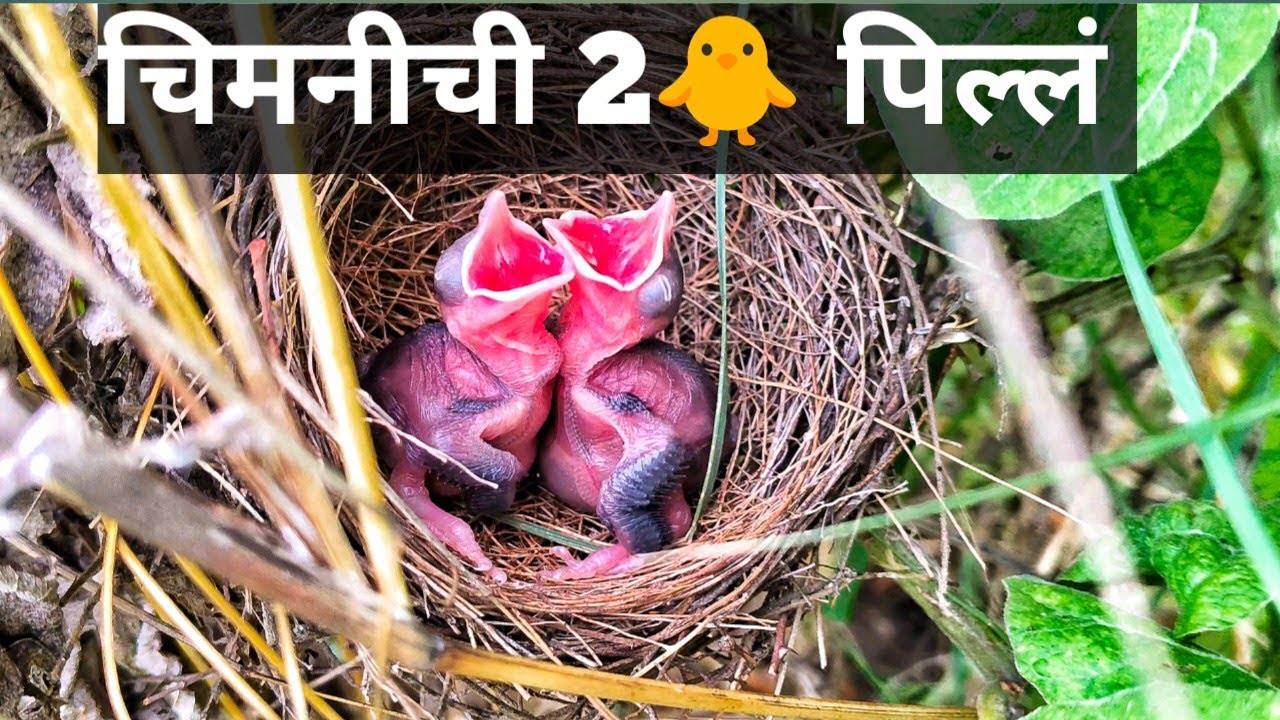 चिमनीची 2 🐥 पिल्लं | लहान पिल्लं 🐣 आकाशात उंच भरारी घेनारी पक्षी 🦅🐦🦚🪿 आणि त्यांची पिल्लं