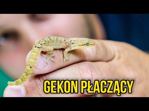 CIEKAWOSTKI O HODOWLI GEKONÓW PŁACZĄCYCH W DOMU