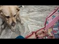 Ginni ki choti se gujhiya ban gayi doglover ginnithecutipie cutedog