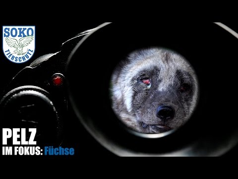 PELZ IM FOKUS: Füchse // SOKO Tierschutz e.V.