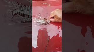 Lionfis Beautiful Venomous Spines But Safe To Eat When Prepared Properly