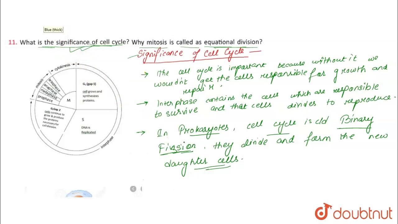 What is the significance of cell cycle why mitosis is called as