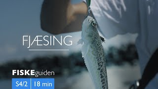 FISKEguiden: Fjæsing