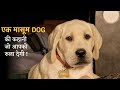 A INNOCENT DOG | Movie Explained In Hindi | Emotional story | Mobietvhindi