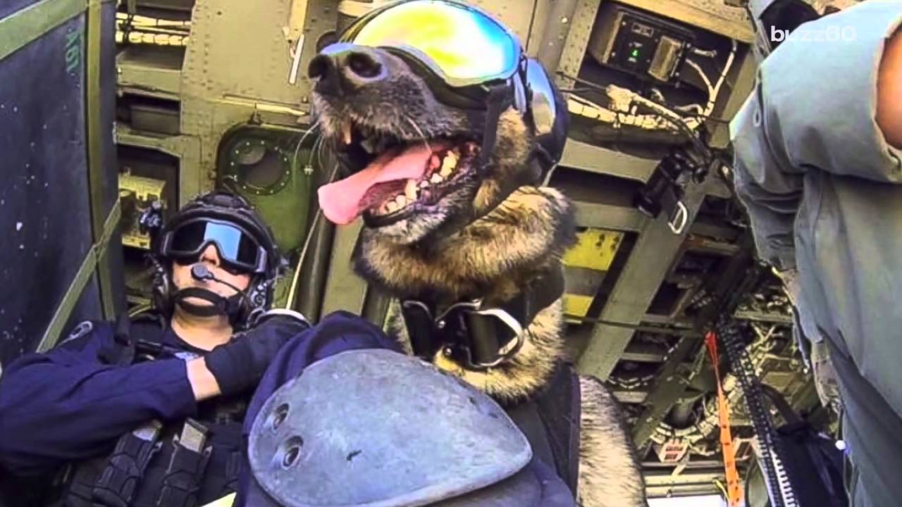 Coast Guard Shares Photos of Dogs Training YouTube