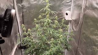Weekly update Octopot 3gl 3x3 tent autoflower grow #1 Skywalker og .