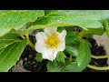 chia sẻ cách quản lý sâu bệnh khi cây dâu tây trổ bông.