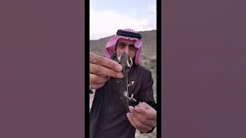 فوائد الحرباء لاتقتلوا الحرباء 