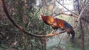 สฯงไก่ต่อร้องดีที่ 1. Suab qaib dib qua zoo thib 01 part 05