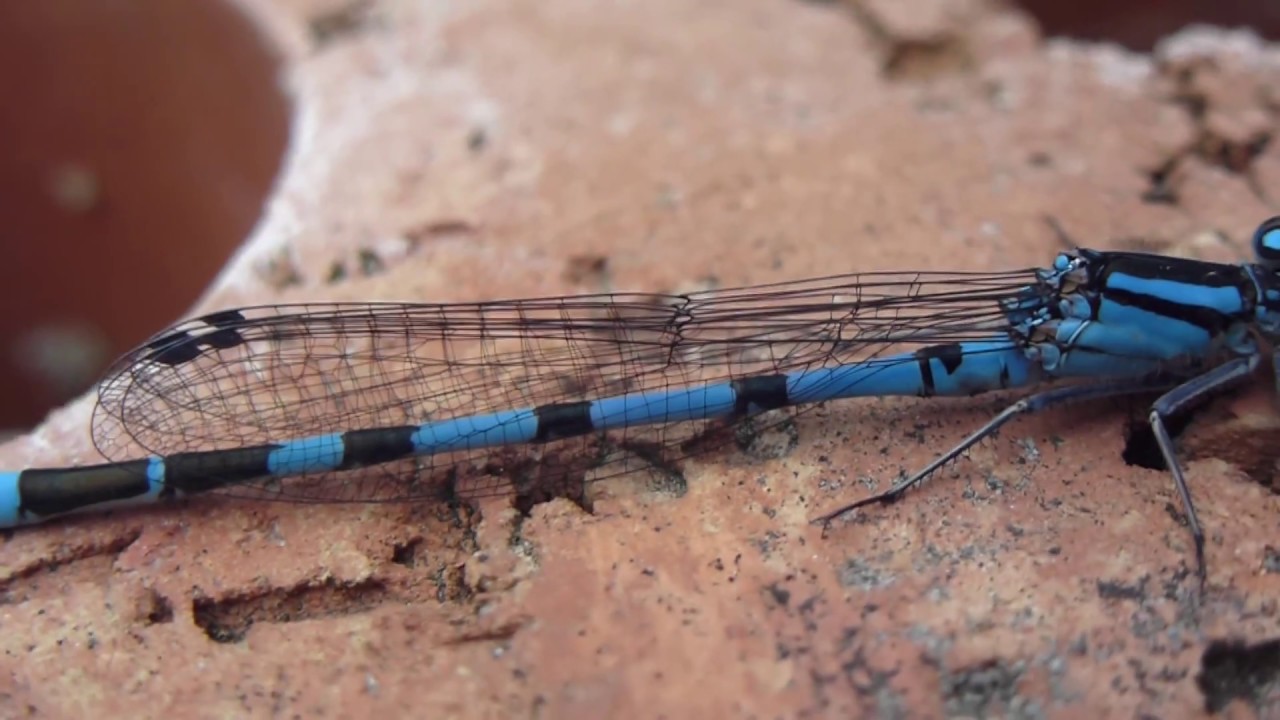 Damselfly -  Enallagma cyathigerum - Meyjarfluga að hvíla sig - Karlfluga - Glermey  -  Skordýr