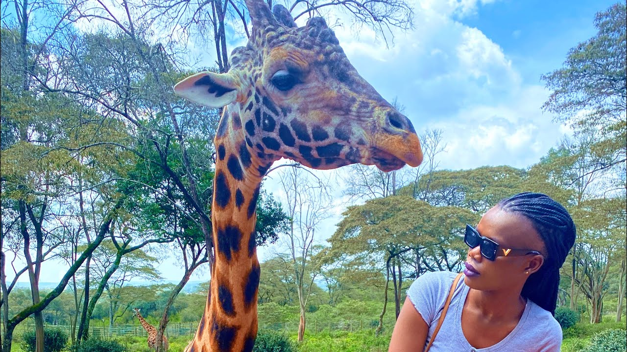 GIRAFFE 🦒 CENTRE . 🇰🇪 01